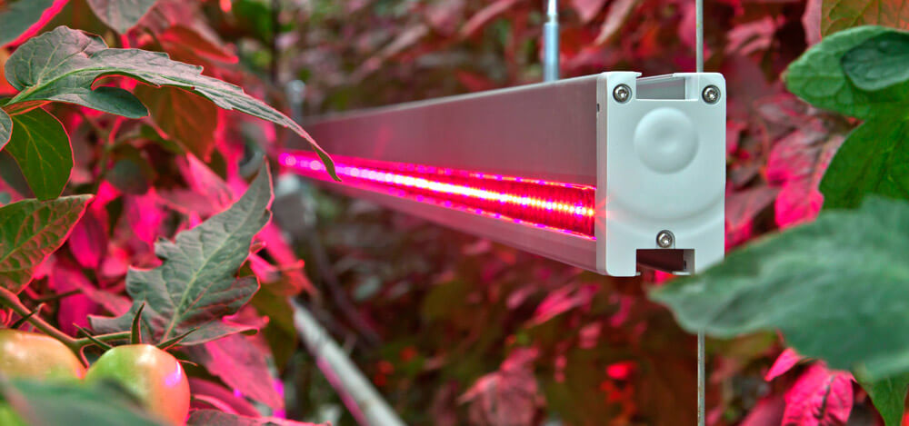 Светильники для теплиц: растительная жизнь в LED-свете